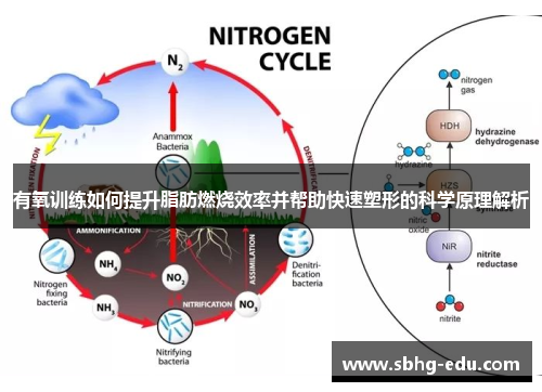 有氧训练如何提升脂肪燃烧效率并帮助快速塑形的科学原理解析